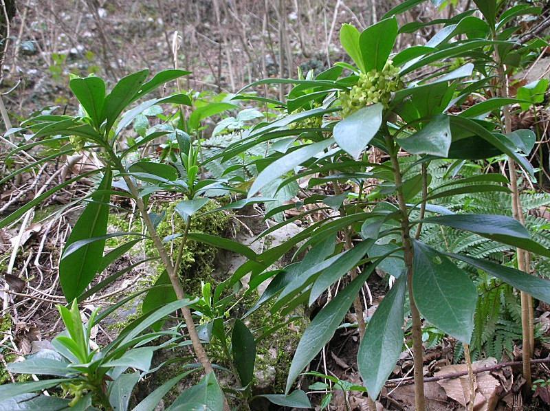 Daphne laureola / Dafne laurella